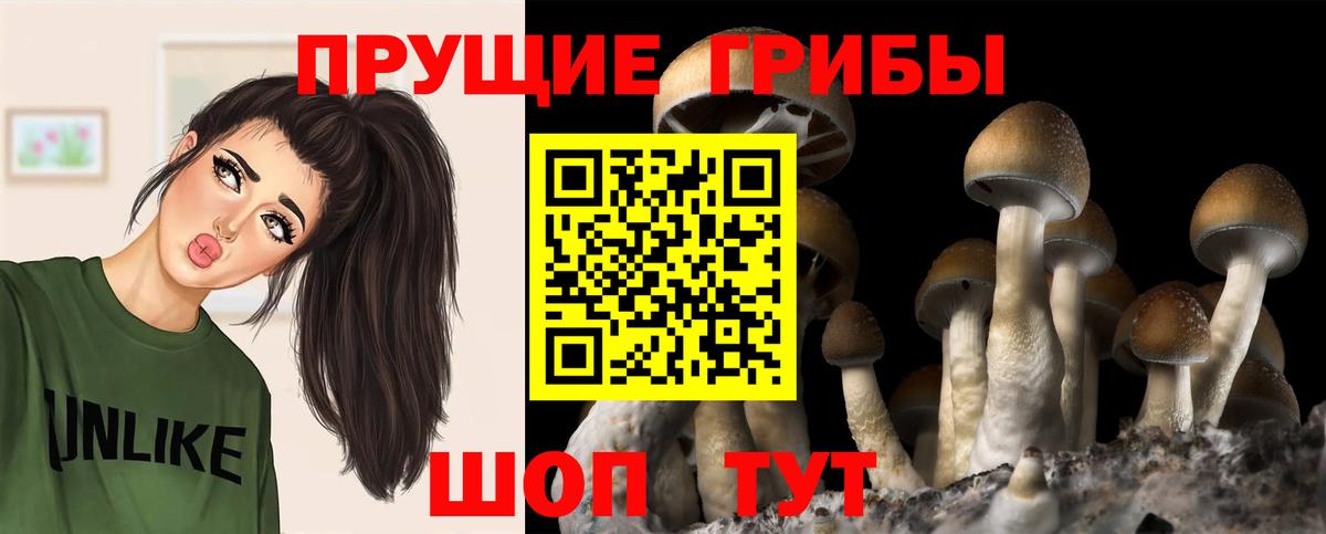 Ухта  Галлюциногенные грибы Cubensis  Вход с VPN 